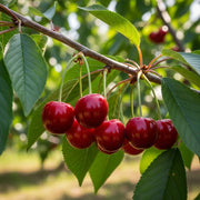 5ft 'Morello' Cherry Tree | Bare Root | 2 Years Old